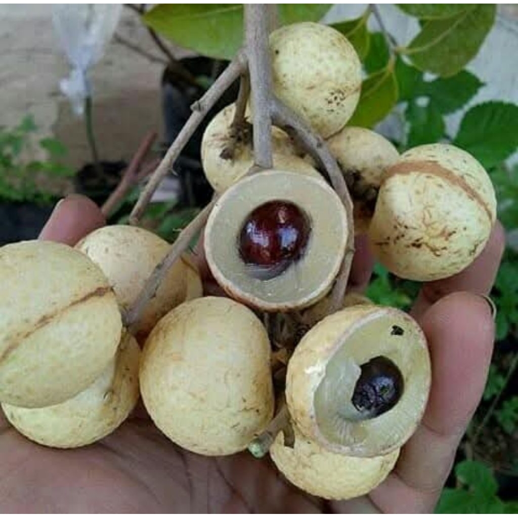 bibit kelengkeng tinggi 90 - 1meter lebih .. kelengkeng merah,kelengkeng matalada,kelengkeng new kri