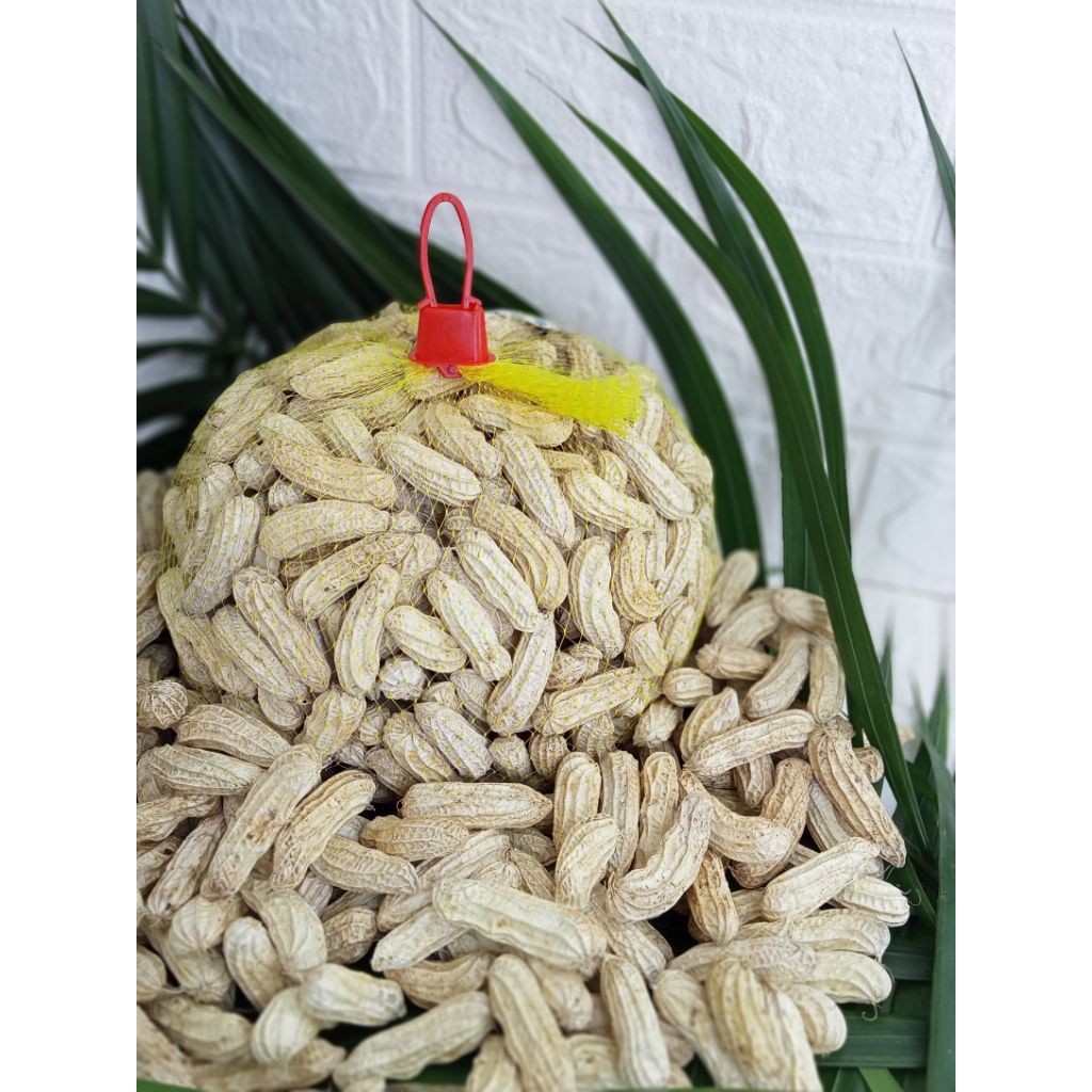 

kacang lurik