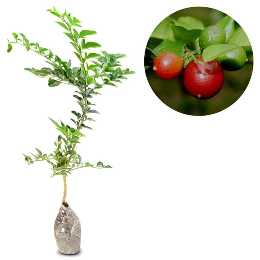 Bibit Buah Jeruk Kingkit