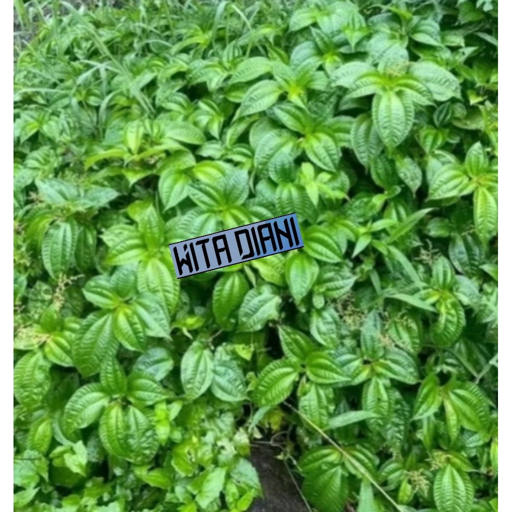 

Lalapan Daun Pohpohan Segar 1Kg