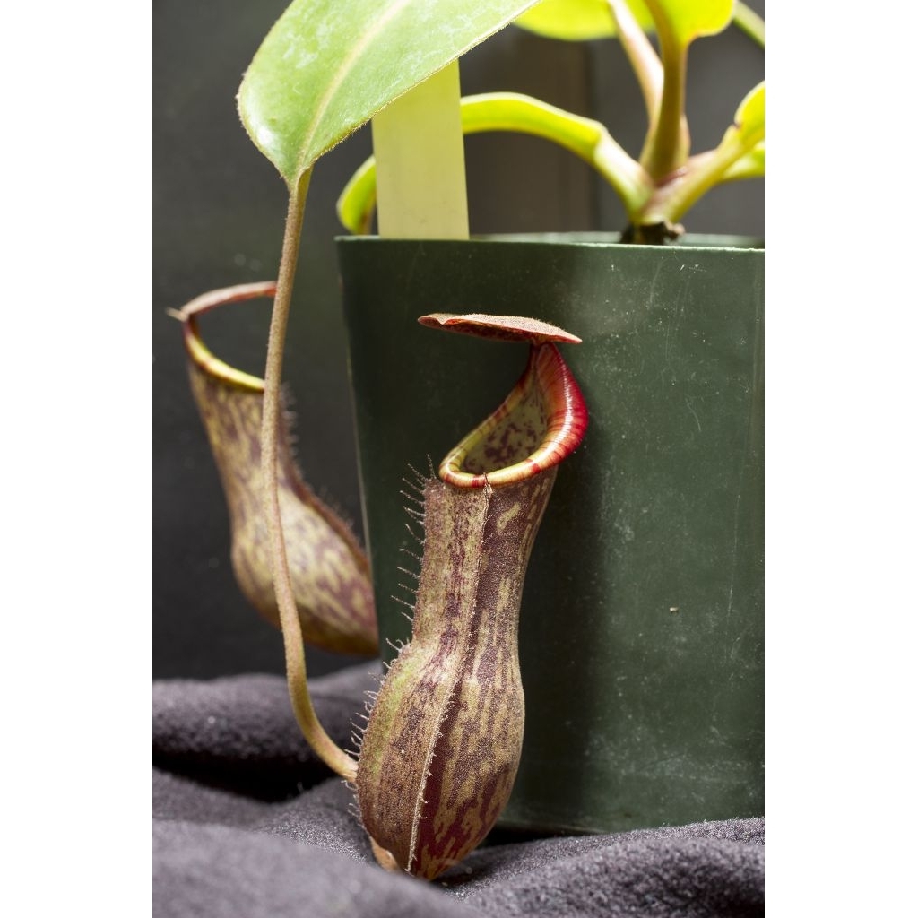 nepenthes boschiana meratus