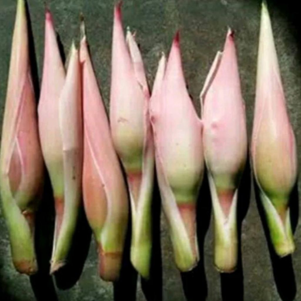 

Bunga kuncup kecombrang segar per satu buah