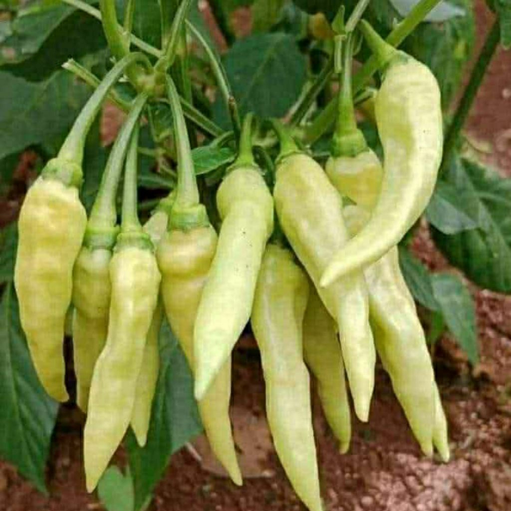 Louay_Idstore Bibit Cabe Rawit Gerombol Besar Bigtop Original Benih Cabe Rawit Unggul 2000 Biji