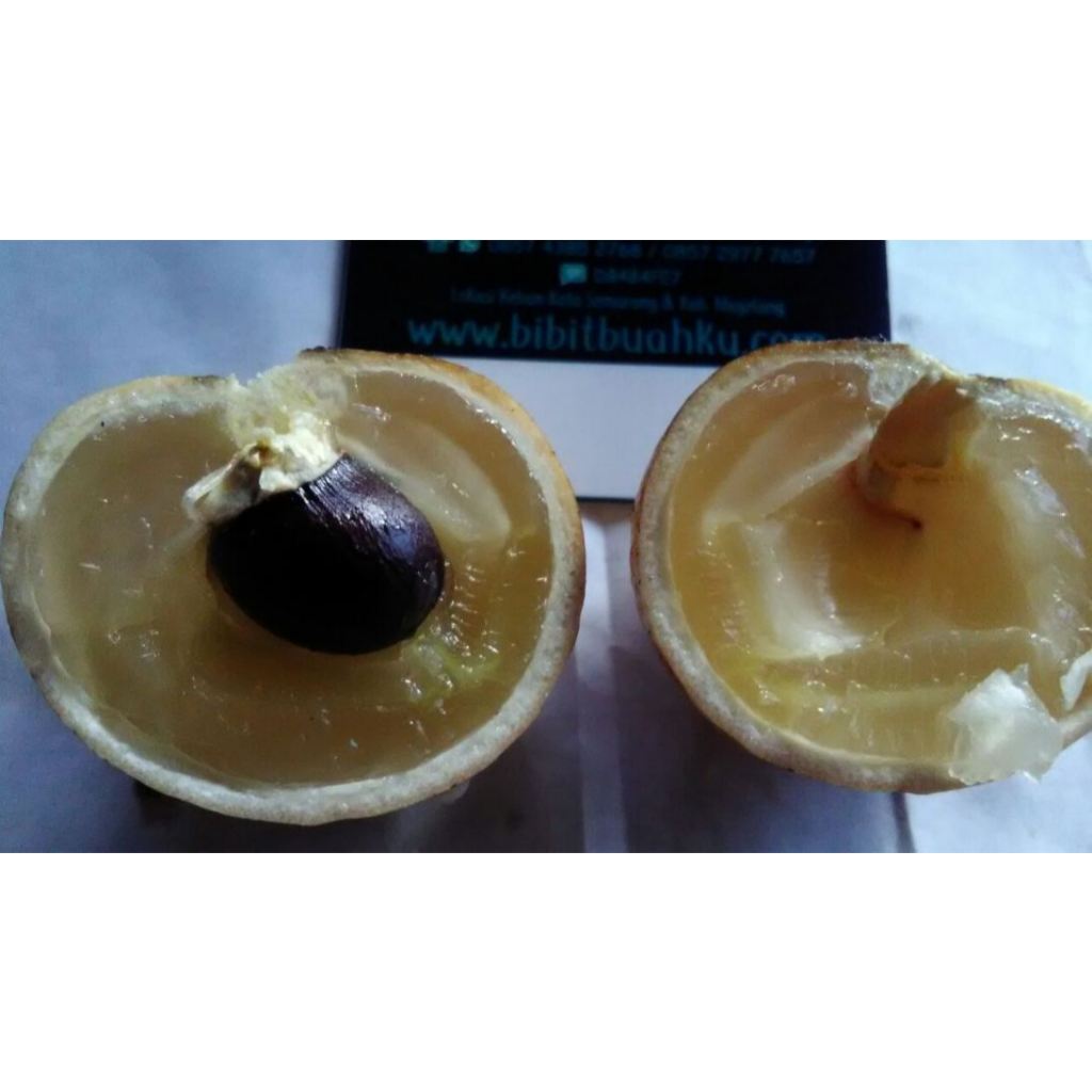 Tanaman Kelengkeng Aroma Durian BERBUNGA LEBAT