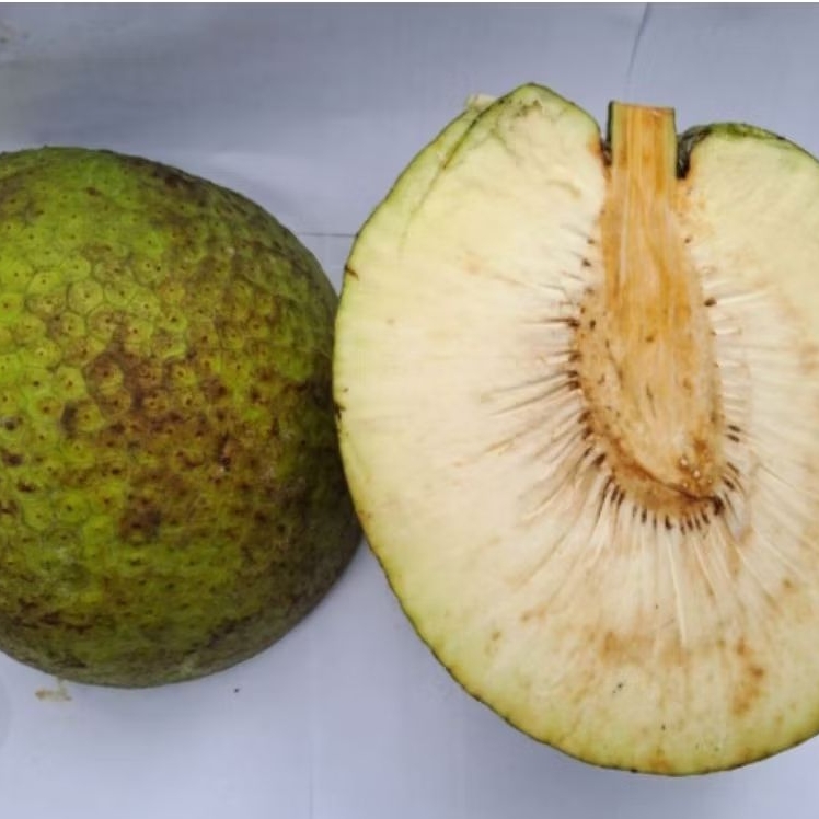 

Buah Sukun Berkualitas - 1 Buah