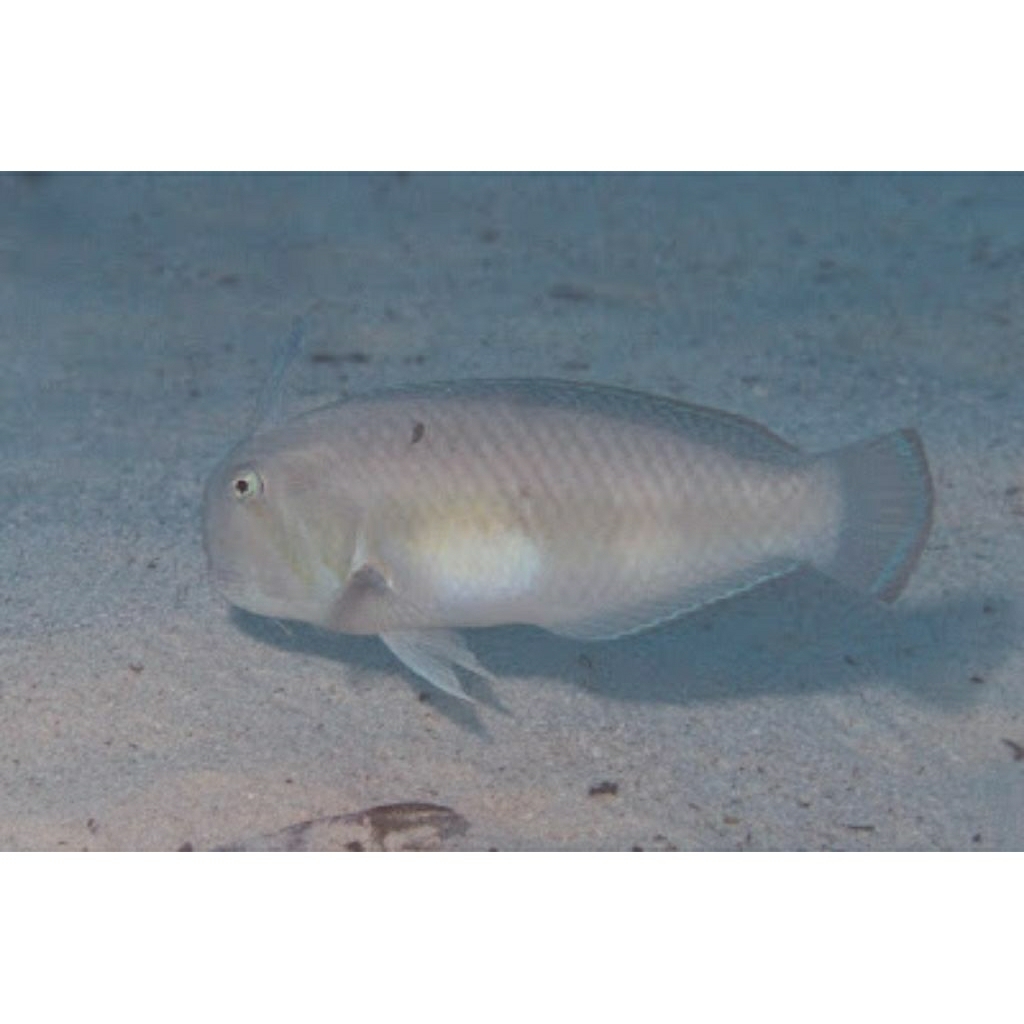 

IKAN HIAS LAUT KAKATUA TARING