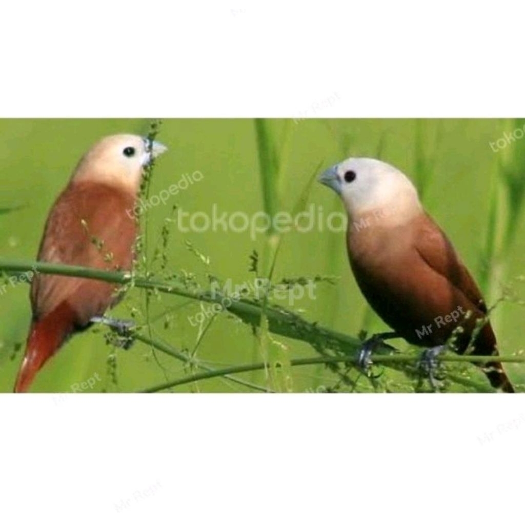 Burung Emprit Bondol, Burung Emprit Kaji, Burung Emprit Haji