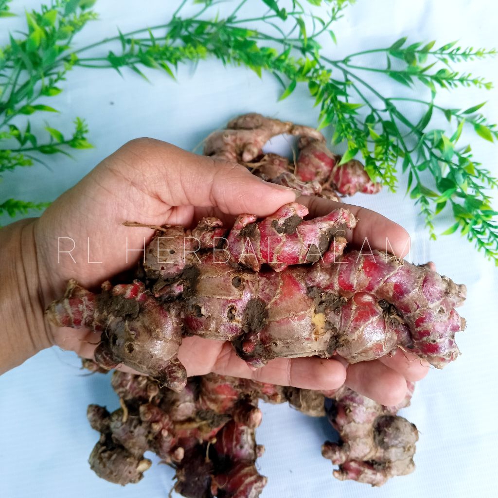 

Jahe merah segar BESAR berkualitas