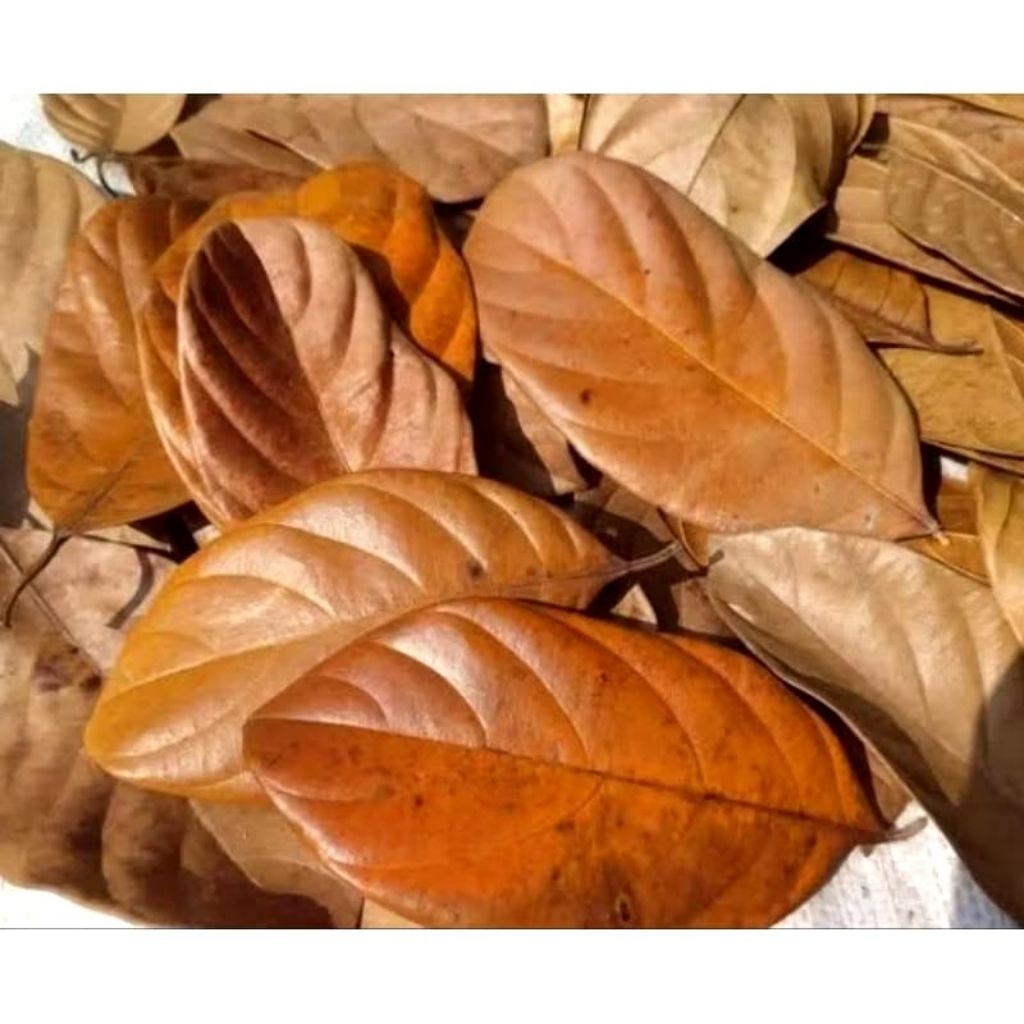 

Daun Nangka kering 50lembar