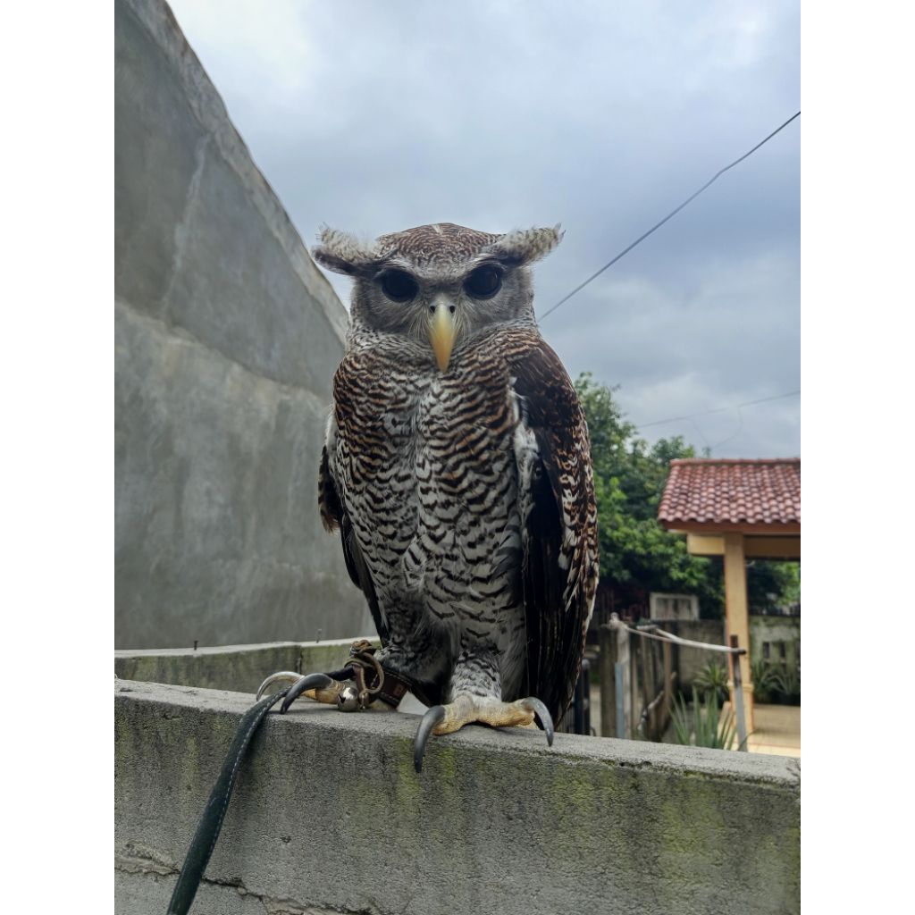Burung hantu bubo sumatranus (juve akhir)