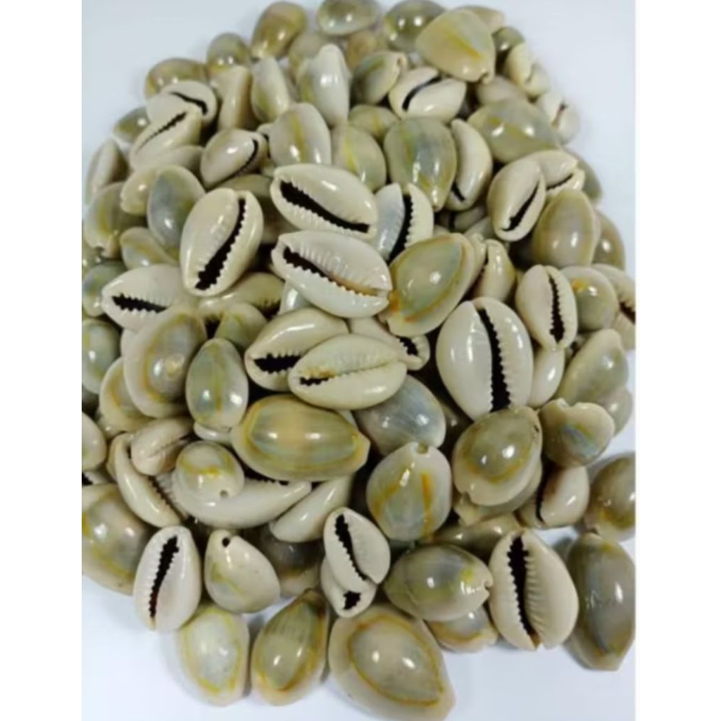 Kewuk abu kewuk kerang laut isi 100gram kewuk biji congklak/kewuk bola bekel