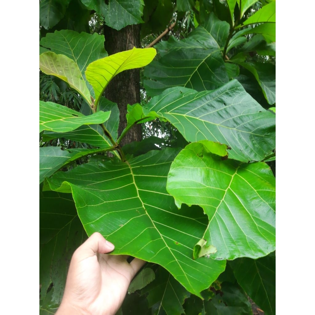 

DAUN JATI SEGAR FRESH LANGSUNG DARI POHON 15 LEMBAR