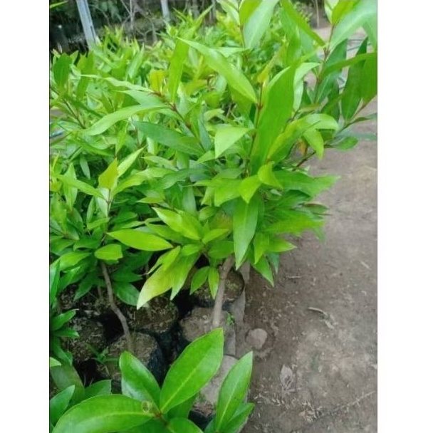 

Bibit Jambu Air Dalhari Merah | Tinggi 60-70 CM