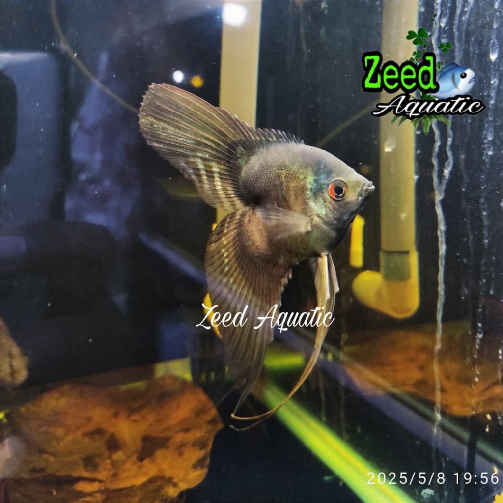 Manfish Smokey noTail