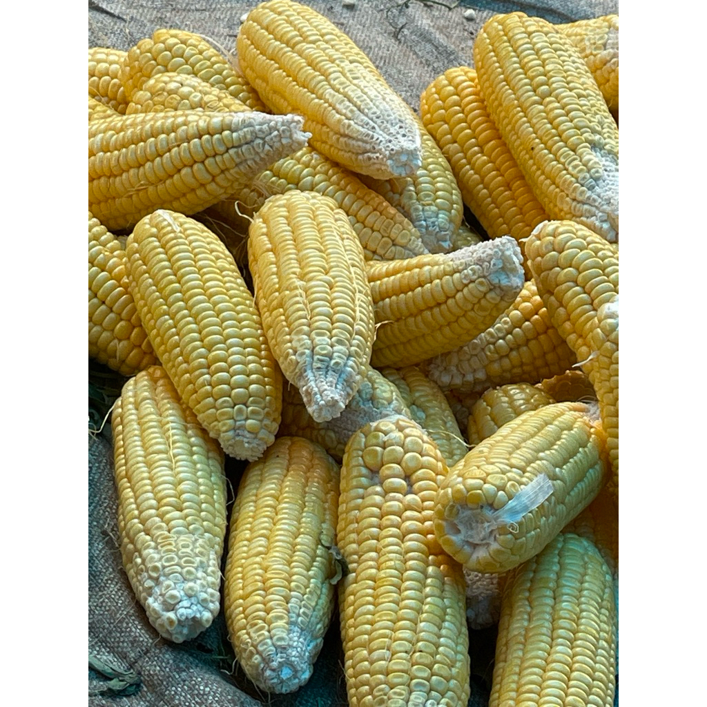 

Jagung manis ( Kuning )