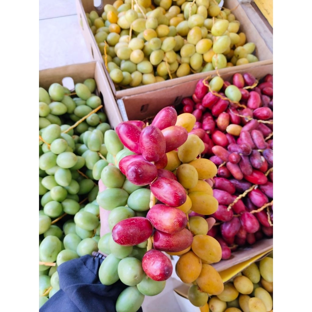 

Kurma muda Ruthob untuk promil suami istri original 100%