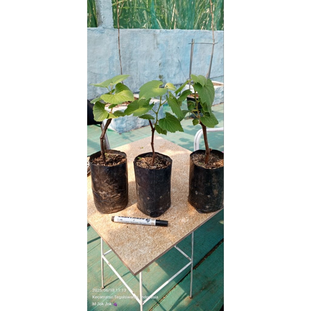 Bibit Anggur RS / Batang Bawah Cordec 1613 Valid