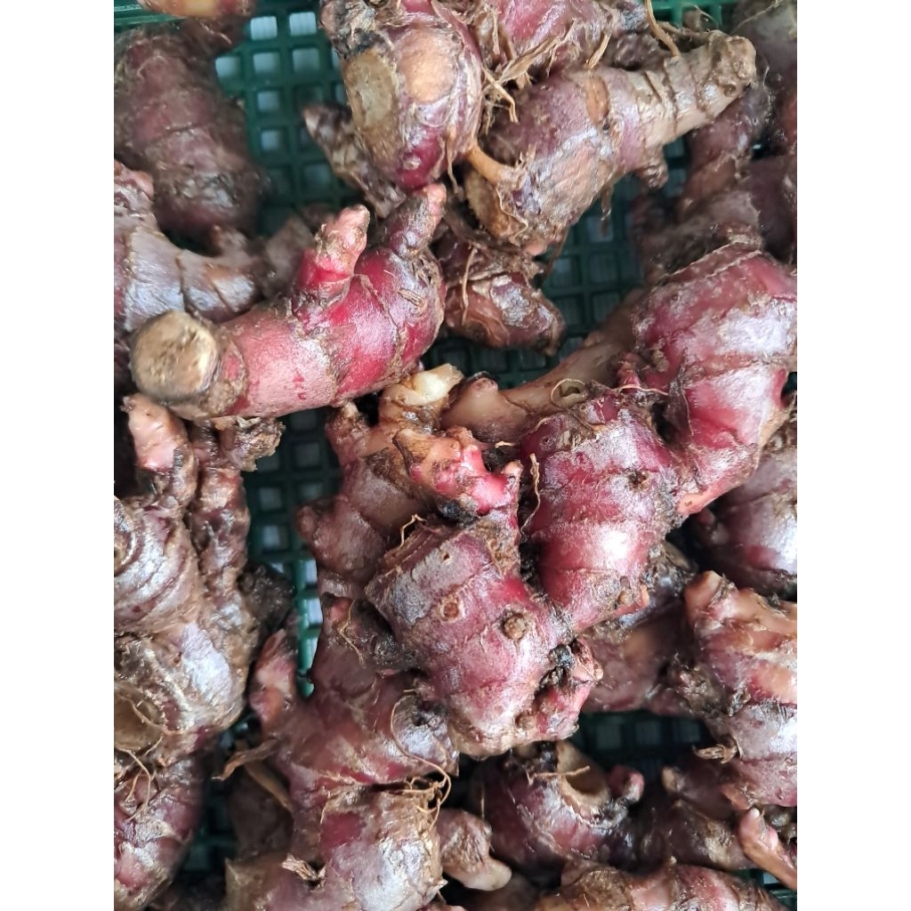 

jual jahe merah fres 1kg ramuan herbal