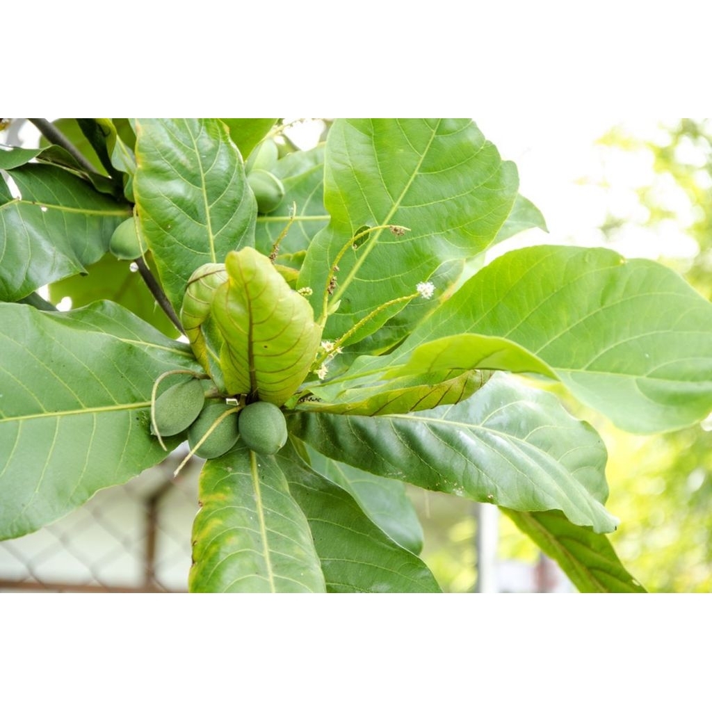 Ekstrak daun ketapang, Daun ketapang