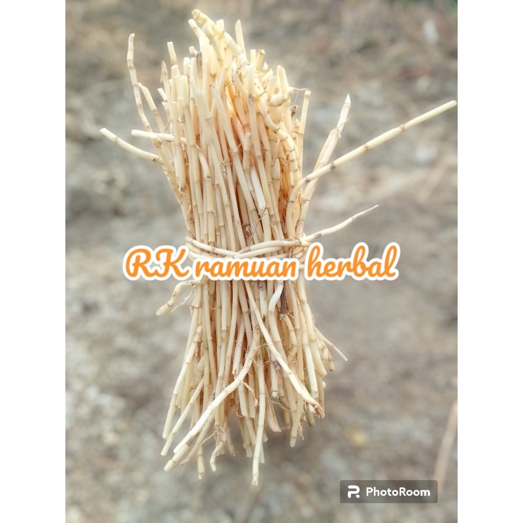 

500 Gram Akar Alang-alang Fresh Herbal Alami Atasi Berbagai Macam Penyakit Ampuh