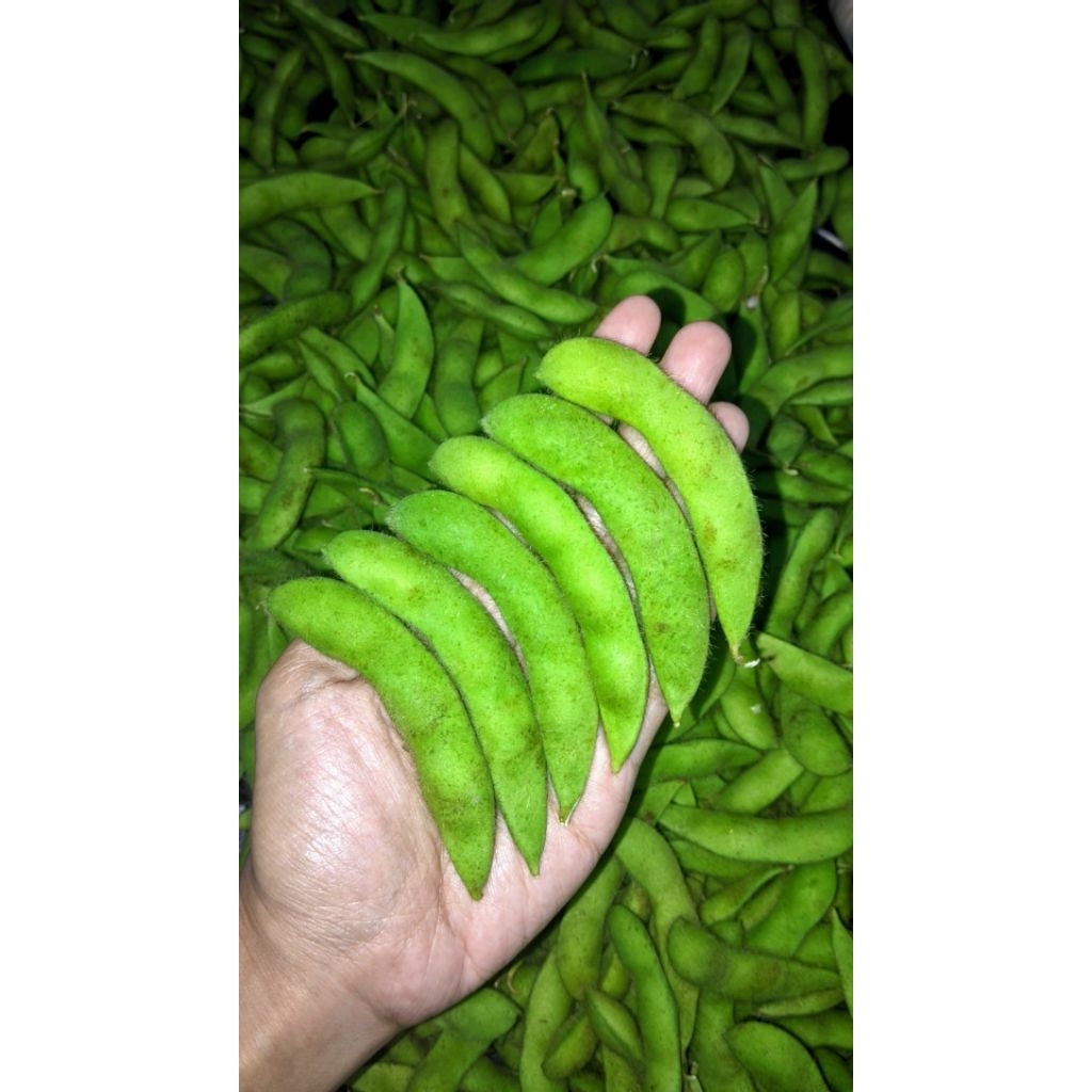 

EDAMAME FRESH || Kedelai Cemilan Jepang || 1Kg (Mentah)