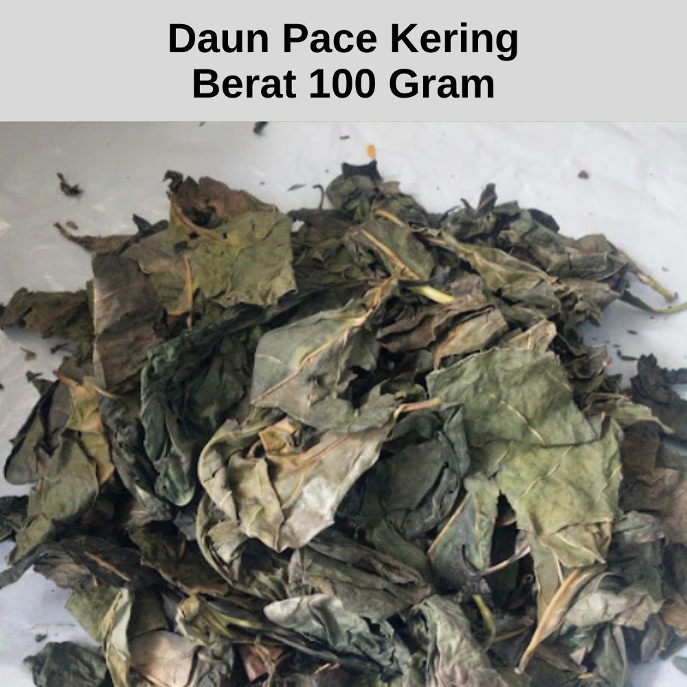 

Daun Pace Kering Asli Herbal Berat 100gr