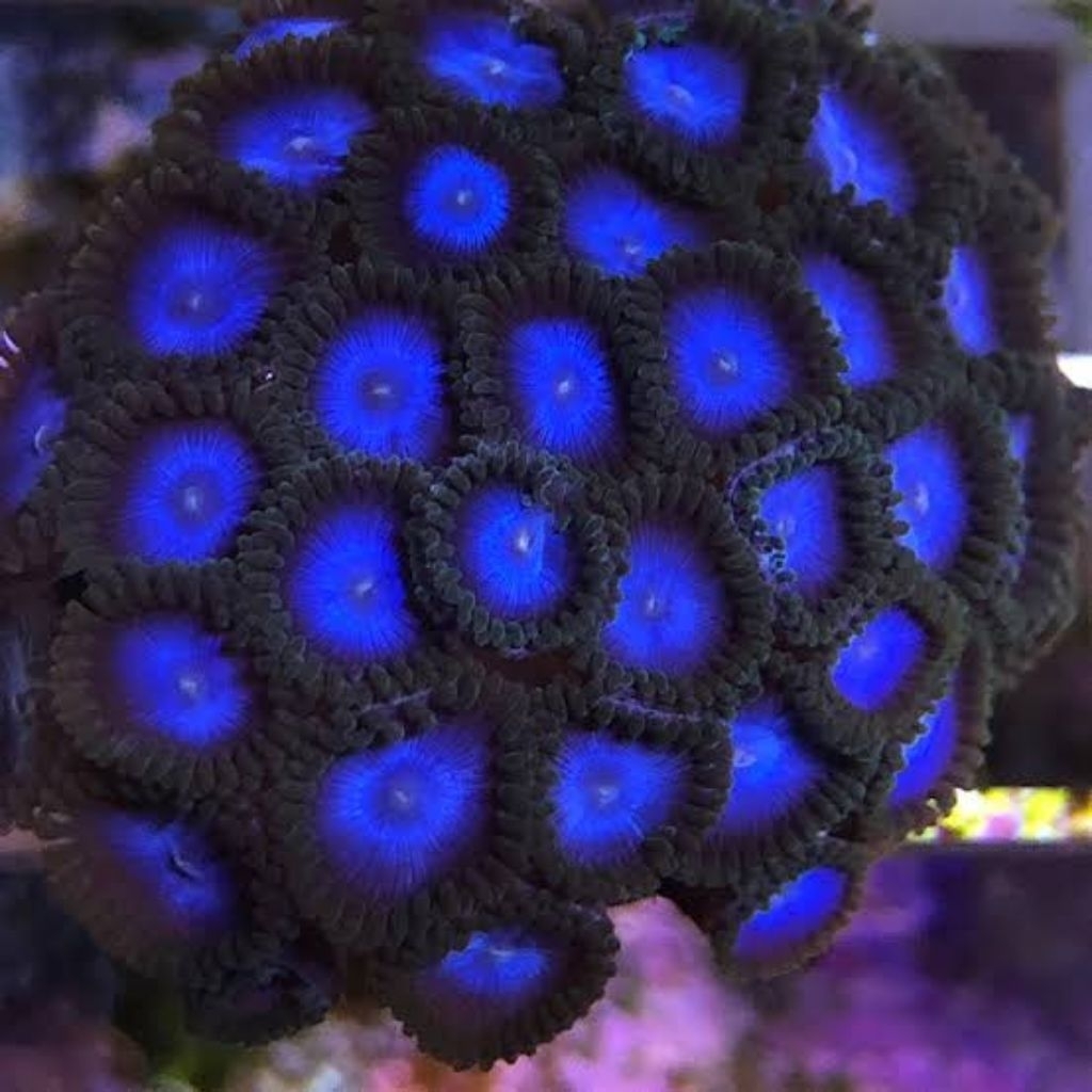 Zoa Tubs Blue / Zoanthid koloni / Zoa koloni Biru