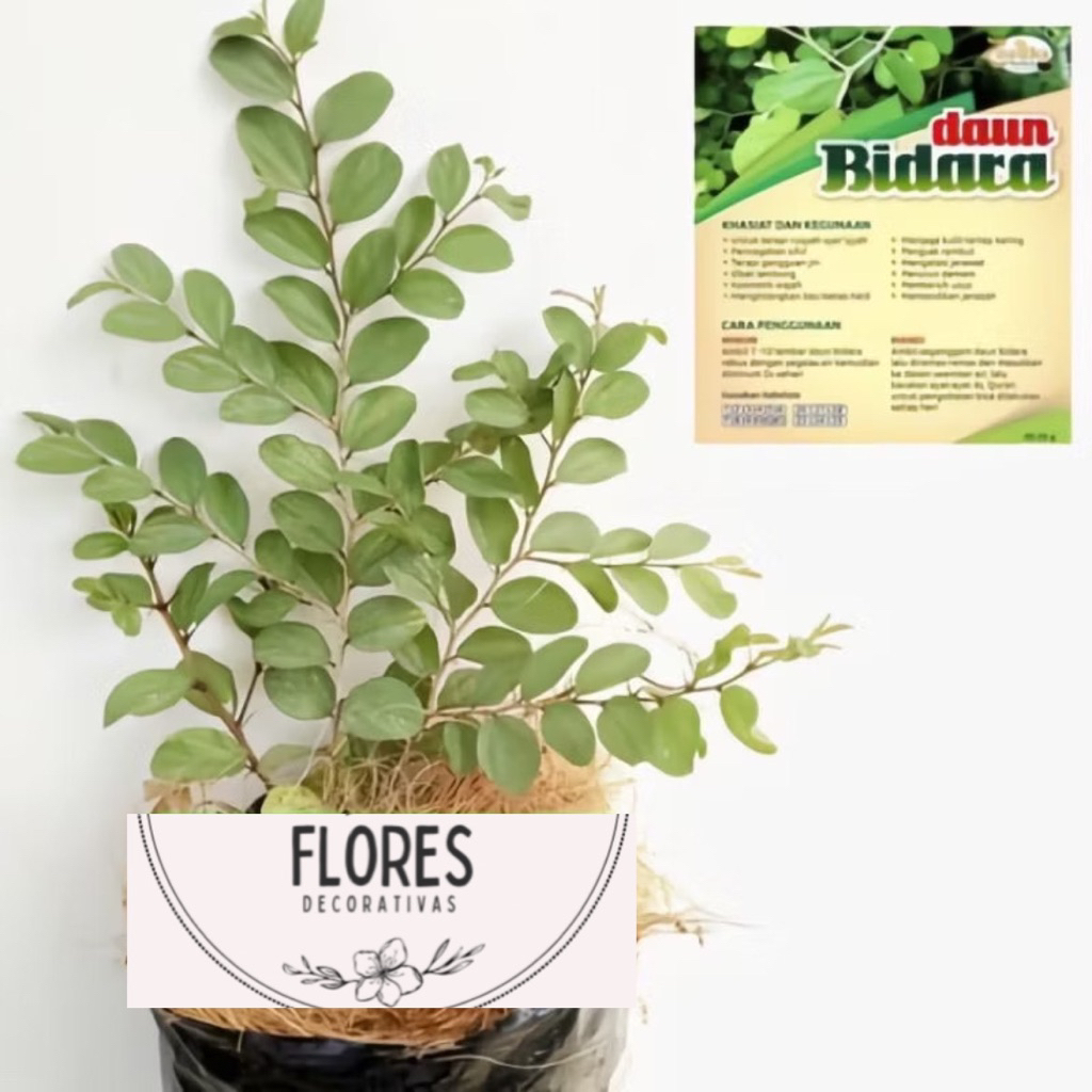 (BISA COD) TERMURAH Tanaman Bidara Arab Asli Tinggi 35-45'Cm Pohon Bidara Arab / Tanaman Bidara Berk