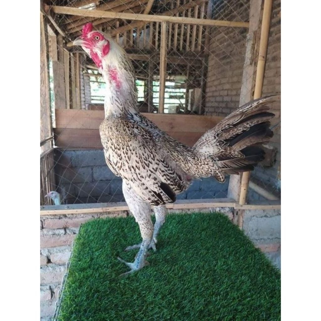 

Paket hemat 3 Telur Ayam Bulbi Bulu Cantik Fertil siap untuk ditetaskan