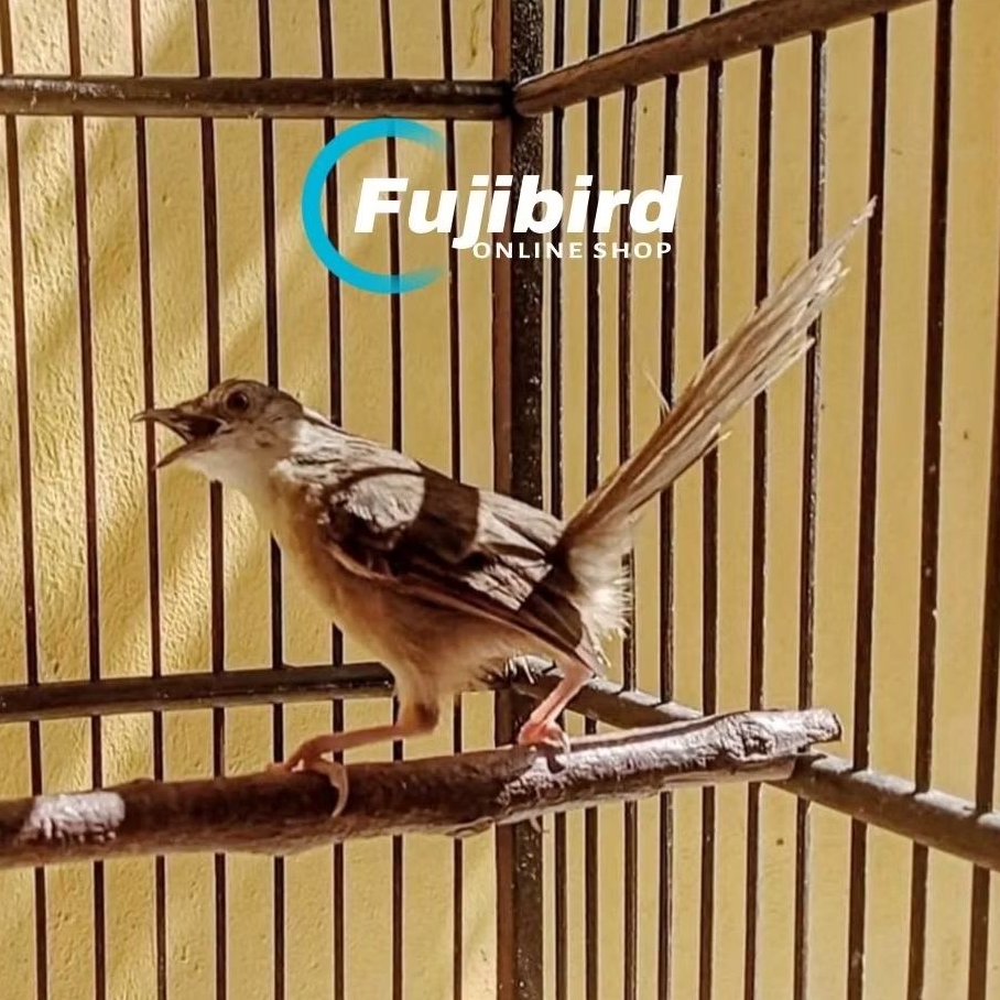 BURUNG CIBLEK GUNUNG CIGUN GACOR RAJIN