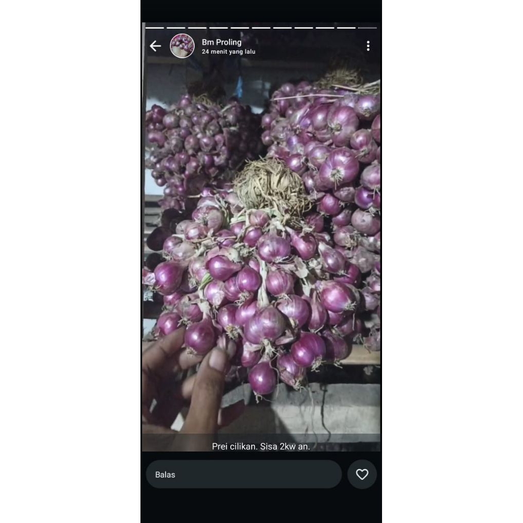 

bawang merah probolinggo