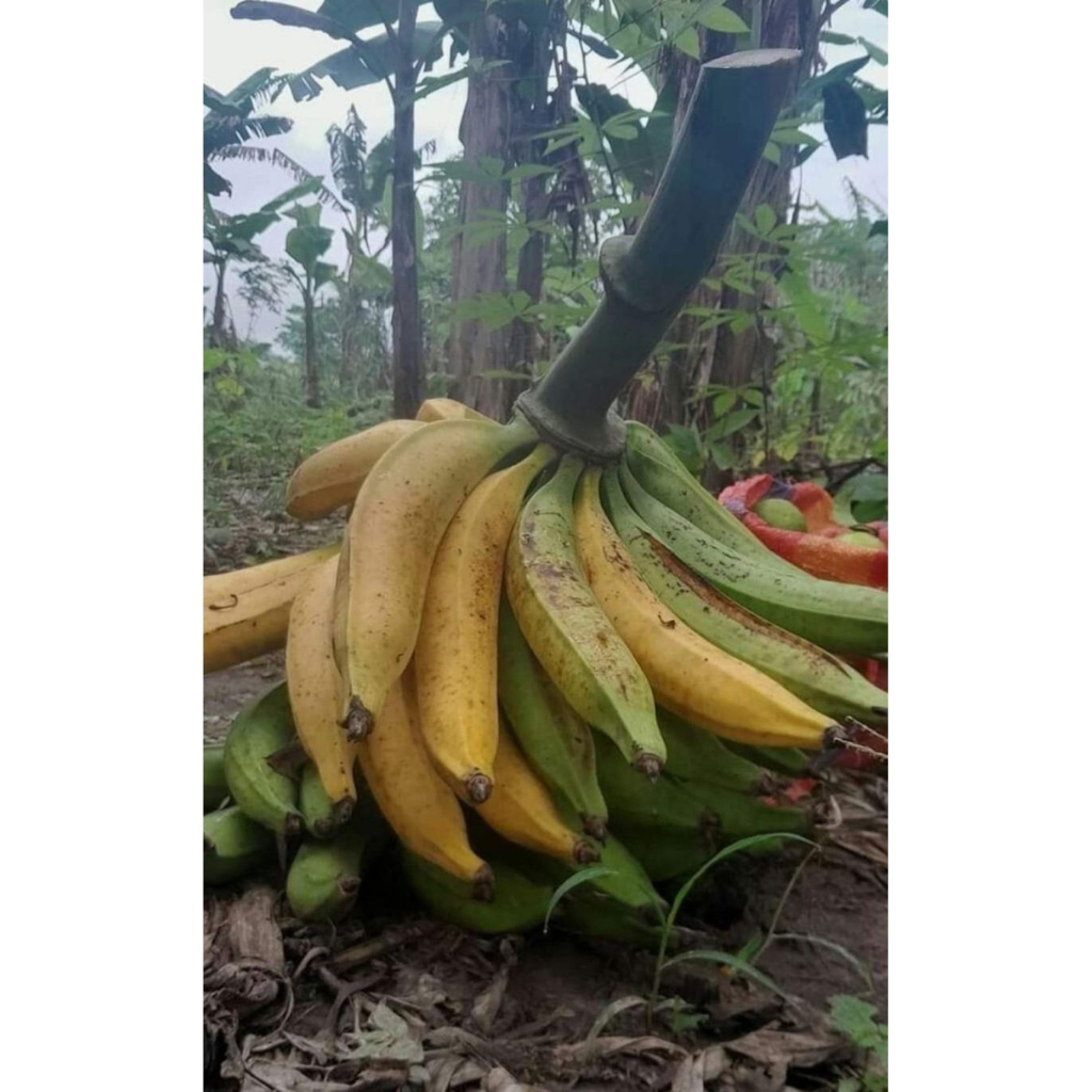 

banana fresh