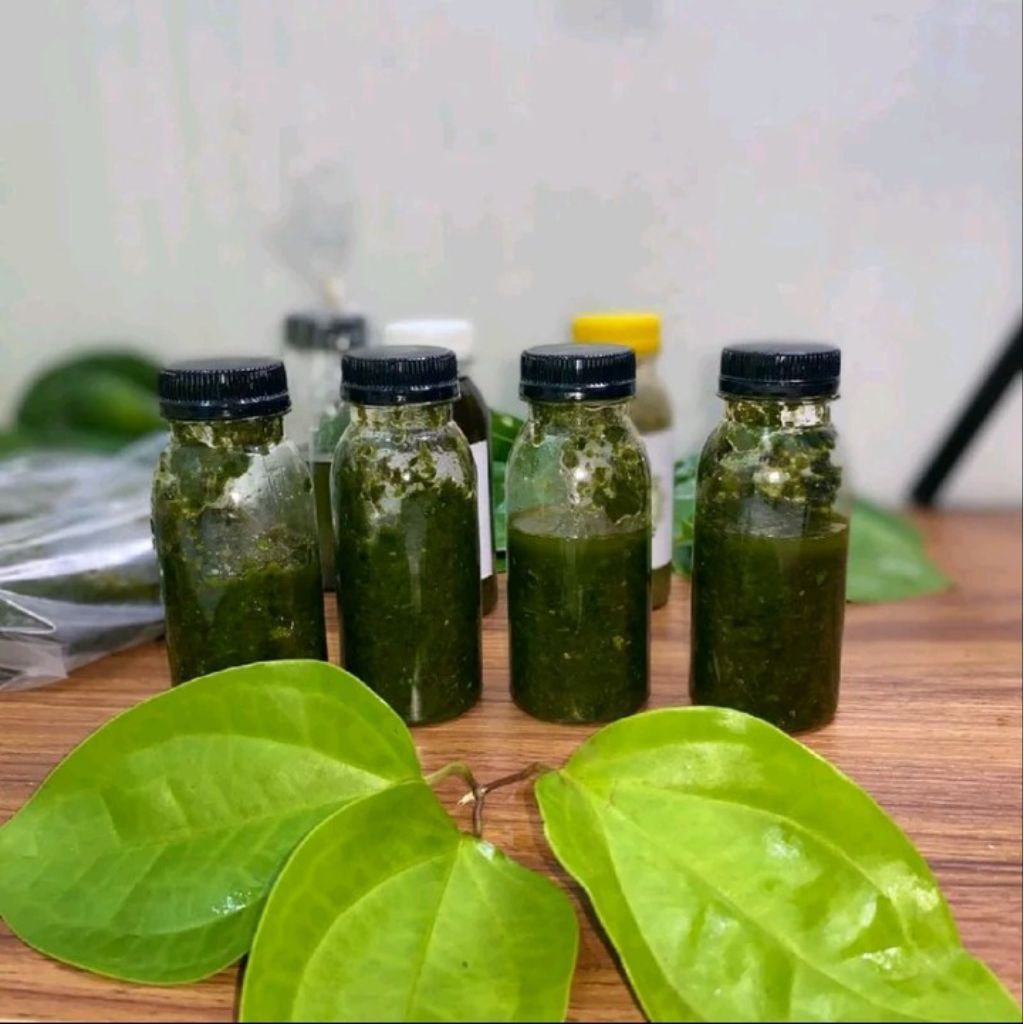 Olahan  Daun bungkus 3 Jari papua 100% Herbal Asli