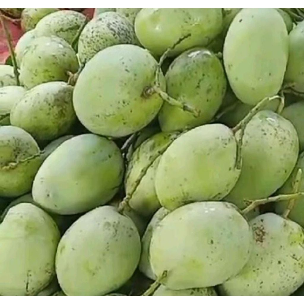 

mangga muda cengkir indramayu 1kg, cocok buat rujak