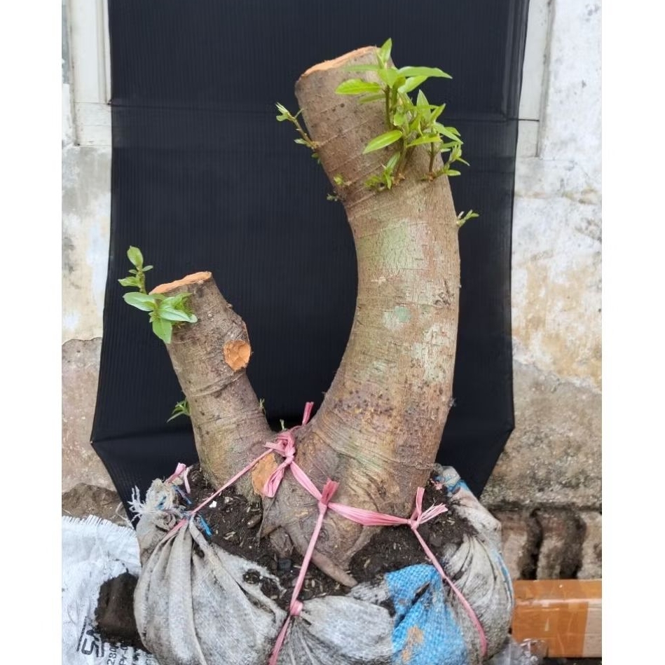 Bahan bonsai loa jumbo meliuk sesuai gambar