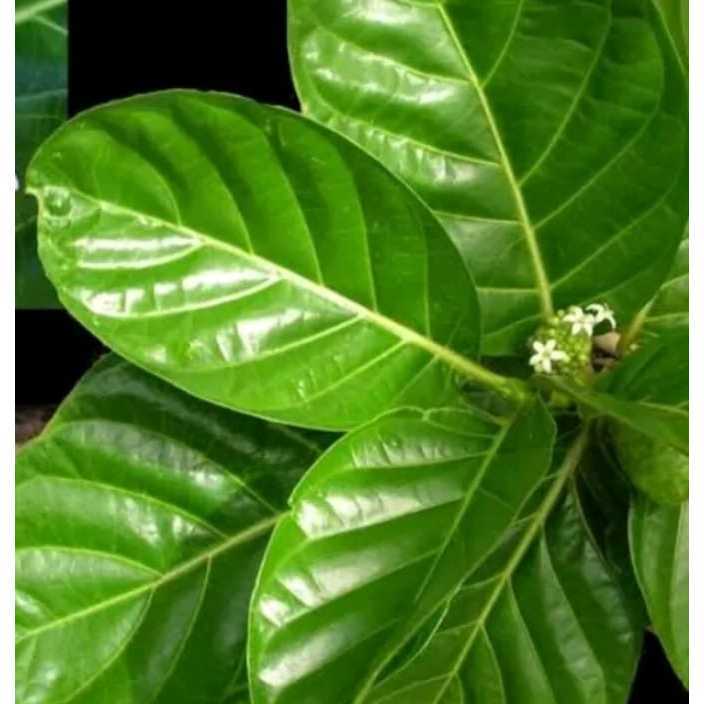 

daun mengkudu/daun pace perhelai