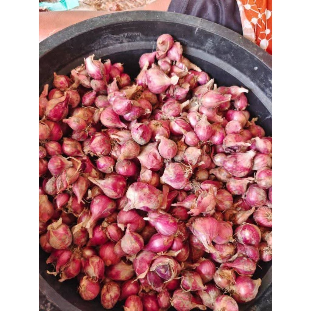 

Bawang Merah Asli Probolinggo Lezat Dan Gurih