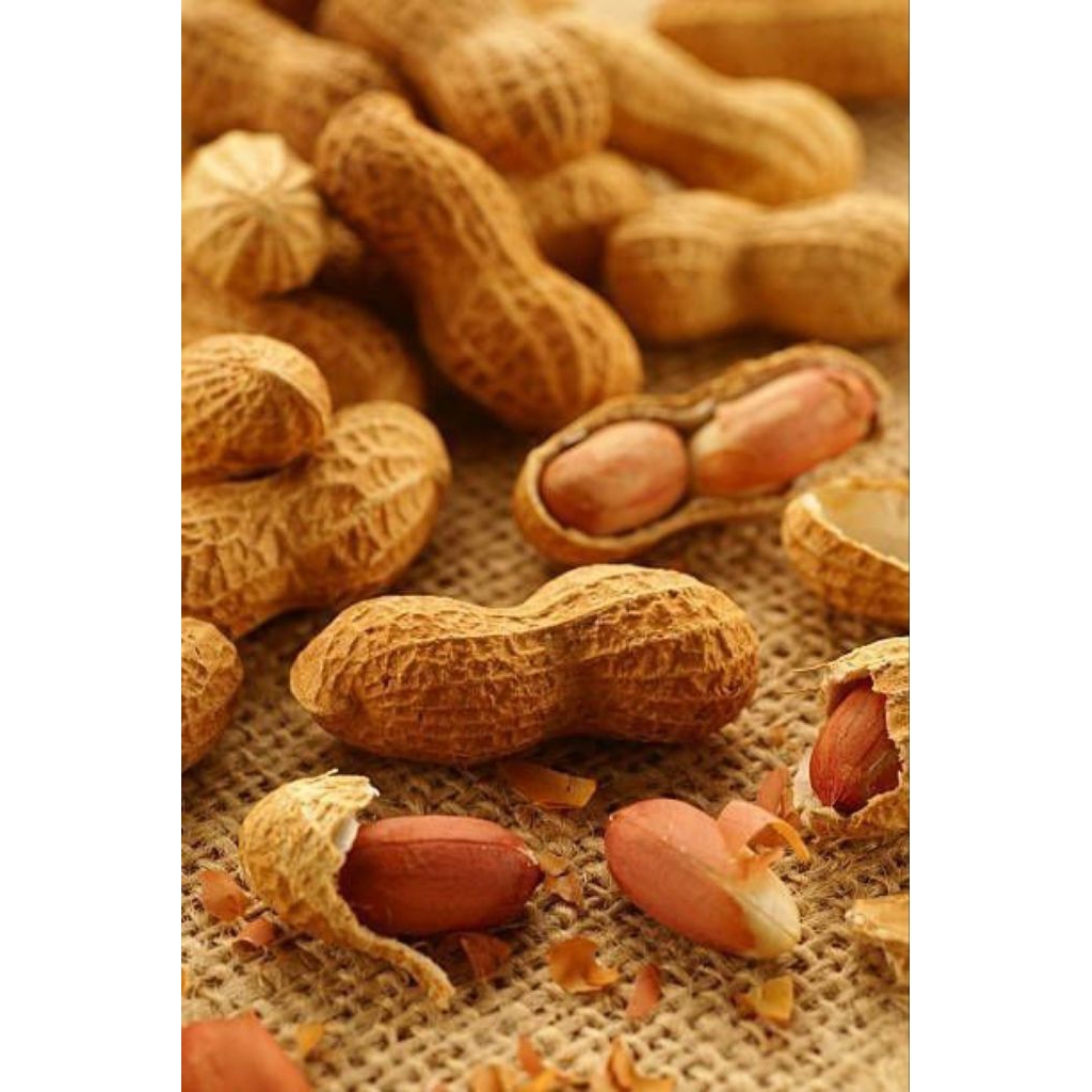 

kacang kulit Sangrai panggang original