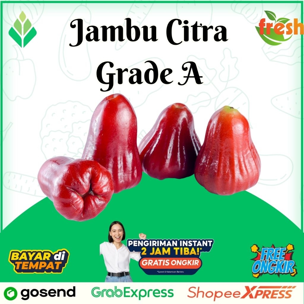 

Jambu Citra jambu Air premium jambu Merah manis jambu Rujak