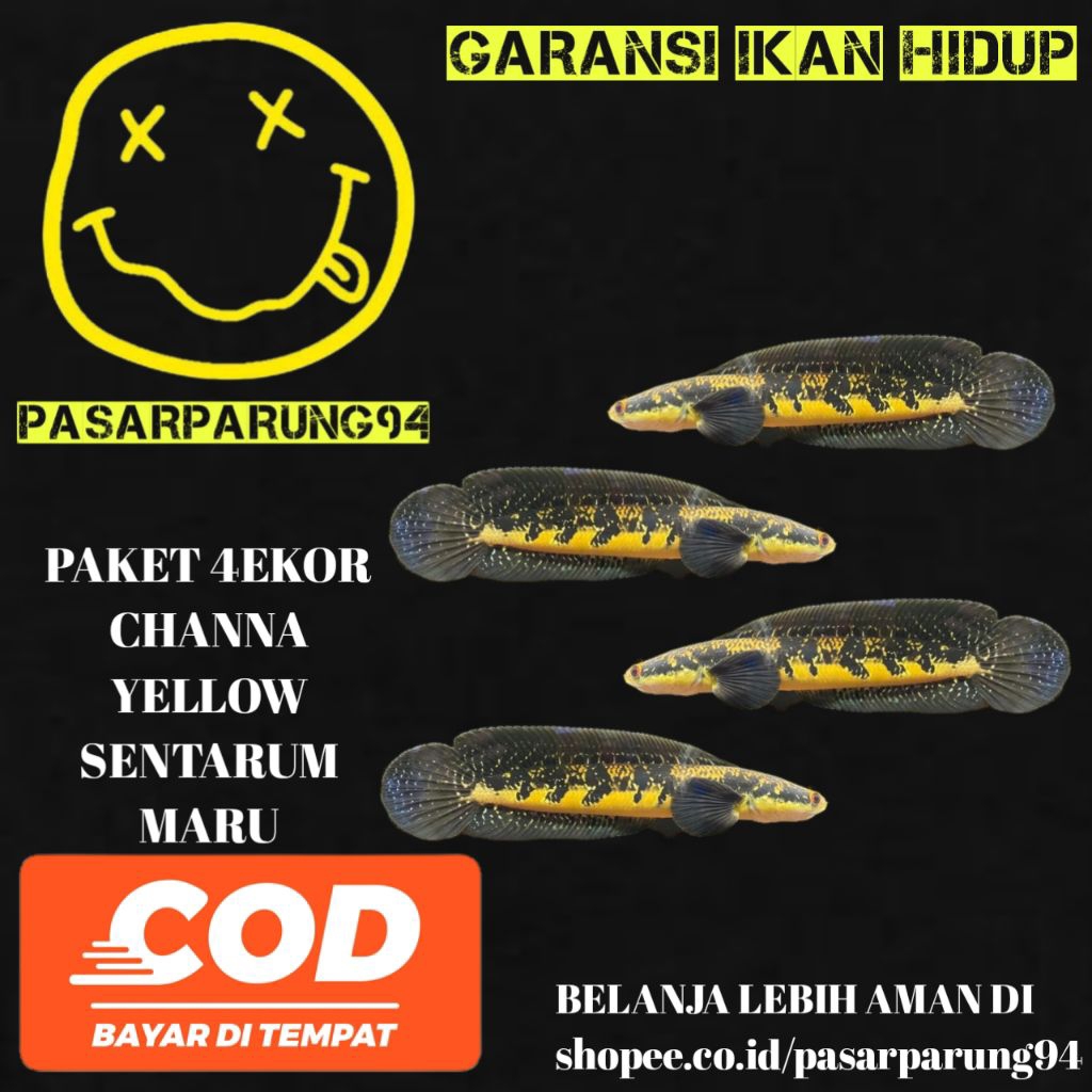 paket 4ekor Channa yellow Sentarum maru 8-10cm