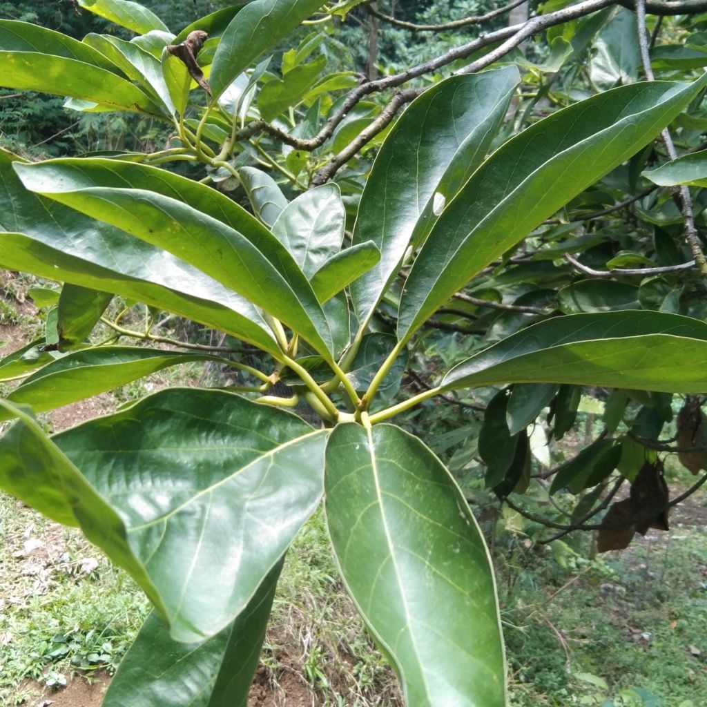 

Daun Alpukat Segar 1 Kg