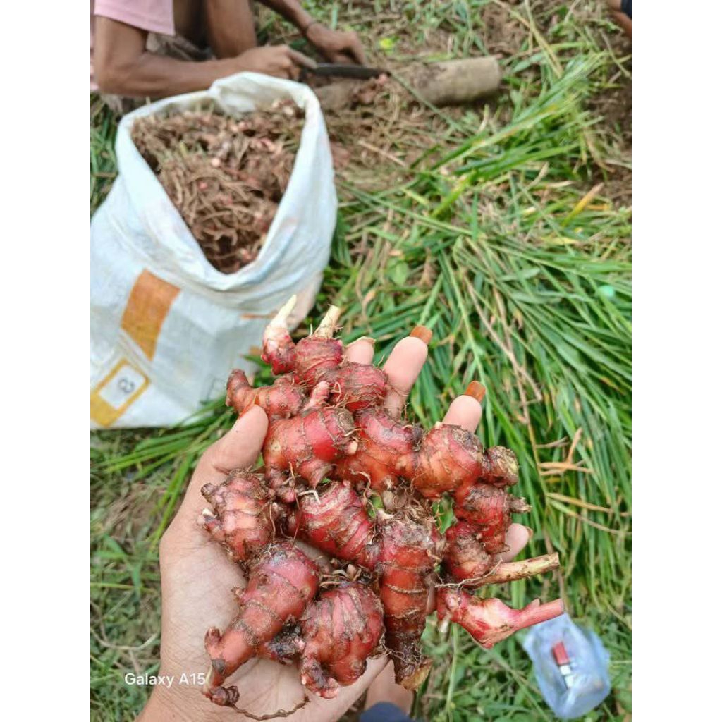 

jahe merah herbal lampung 500gr