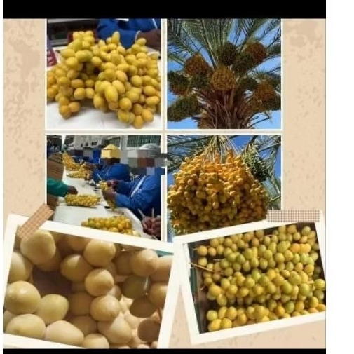 

Kurma Muda Barhe Promil(Bukan frozen)