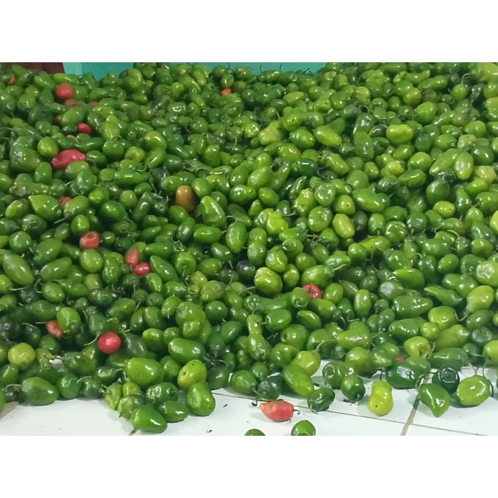 

cabe gendot /bendot segar rasa pedas yg khas dan autentik 1kg bandung
