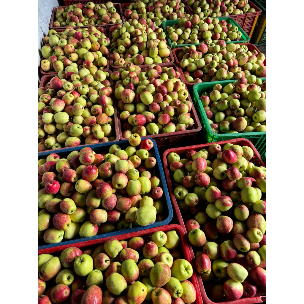 

Apel ana Grade A 1kg isi 10-14 buah