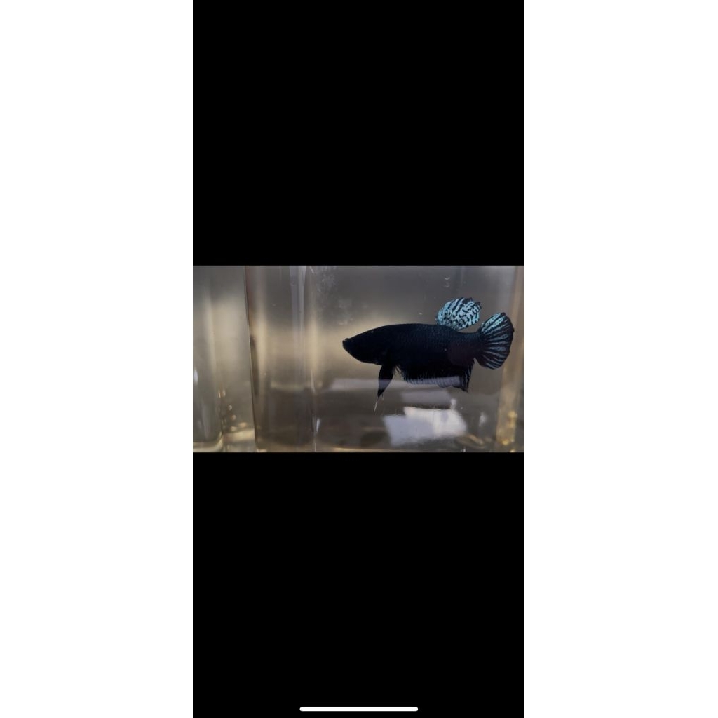 Cupang Adu Lokal Line Port Sakai