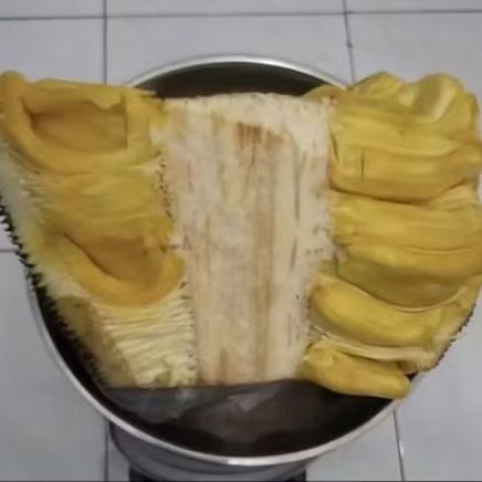 

Nangka Tua Manis Ukuran Kecil Sedang Dan Besar