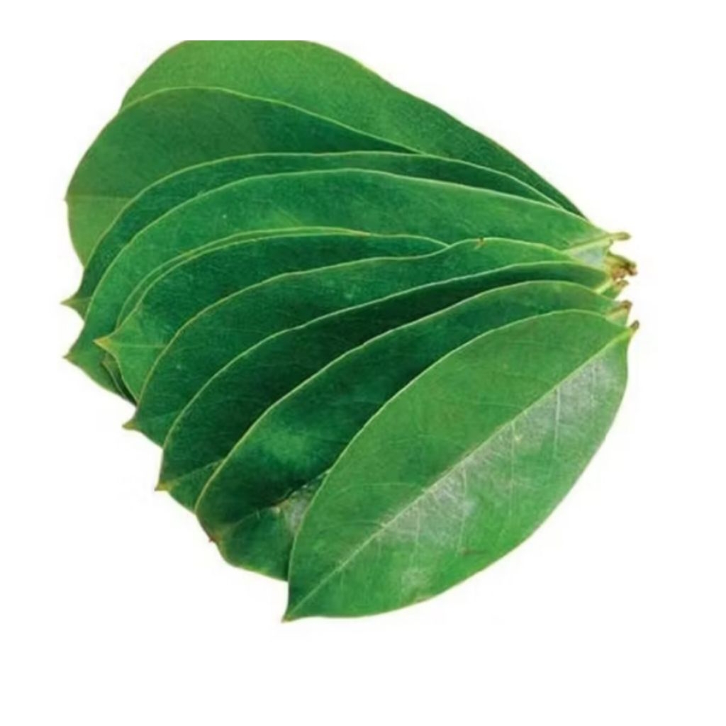 

100 Lembar daun sirsak segar asli alami