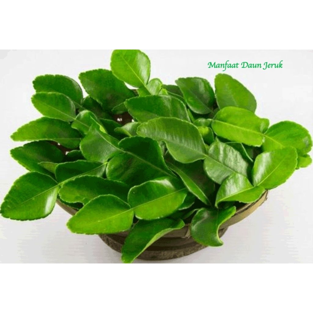 

Daun jeruk