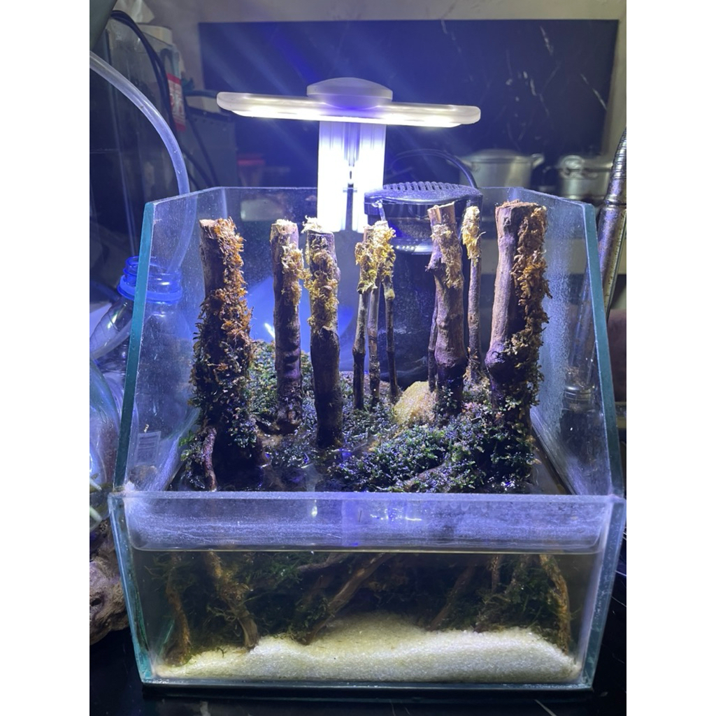 Aquascape Paludarium Hardscape Tropical Fullset Tinggal Dipajang